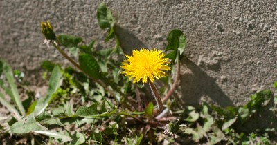 IMG_0417.JPG